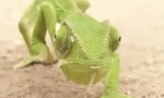 10 Jasných faktov o chameleon