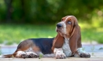 Vlastnosti plemena Basset Hound