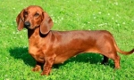 6 Známky, ktoré sú dachshunds ďaleko od roztomilých a neškodných sympatie