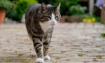 7 Nebezpečenstvo, ktoré čakajú na domácu mačku na ulici
