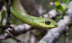 Africké boomslang