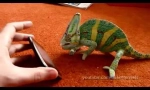 Iphone a chameleon