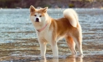 Akita v
