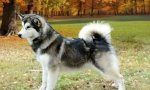 Alaskan malamute