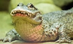 Alligator čínština