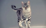 American shorthair cat (foto): machálna long-piver