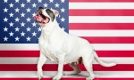 Americké plemená psov