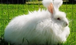 Angora rabbit: najzaujímavejšie fakty