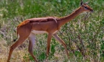Antelope gernecum
