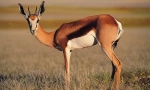 Antelope