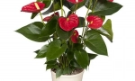 Anthurium