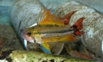 Apistogramue (apistogramma)