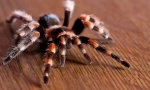 Arachnológia