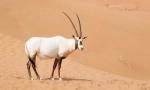 Arabian orix