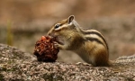 Ázijský chipmunk