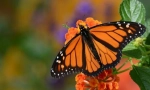 Butterfly monarch