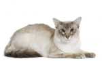 Balinese (balinese) cat