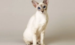 Balinesian cat (balinese, balinise)