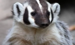 Americký badger