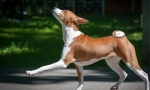 Basenji (foto): tichý lovec, veselý a energetický priateľ