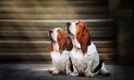 Basset hound (foto): lucky hunter a skutočný humorista