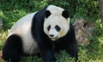 Biela panda