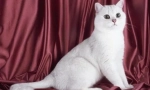 Biele britské mačky