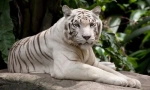 Biele tigre