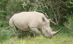 Biely rhinorn