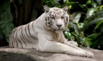 Biely tiger