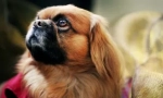 Mad rating: najviac hlúpych plemien psov