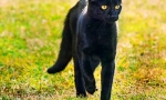 Bombay cat (foto): domov panther v miniatúre