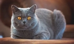 Britská shorthair cat
