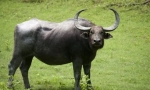 Buffalo ázijské divoké