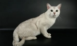 Burmilla - cat breed