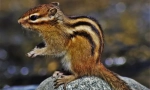 Chipmunk
