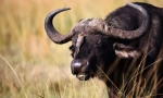 Bulls a budenty eurasia