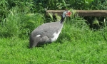 Guinea fowl