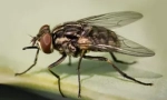 Nebezpečné muchy?