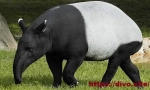 Kapusta tapir