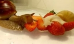 Aké slimáky jesť pri udržiavaní svojho domova?