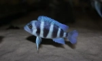 Front aronosa (cyphotilapia frontosa)