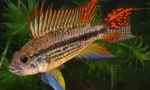 Cichlids - funkcie, obsah, chov