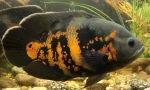 Cichlids v akváriu