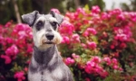 Miniatúrny schnauzer (foto): nádherný priateľ, spoľahlivý a verný odvážny