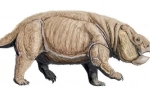 Dicoenonts