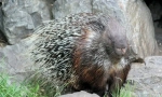Porcupine
