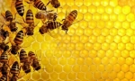 Aké sú med včely?