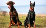 Doberman pinscher (foto): všetko o vlastníkov nezištne špecializovaného plemena