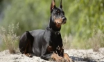 Doberský